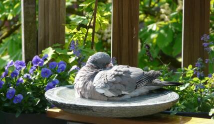 birdbath met duif 3